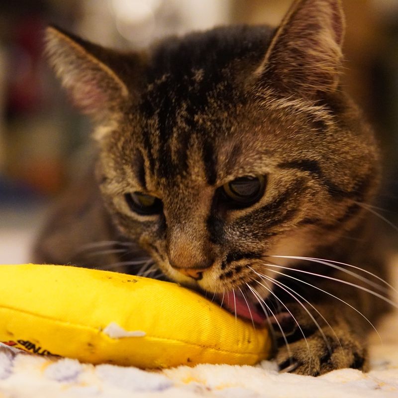 三毛猫のひな